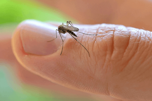 zika