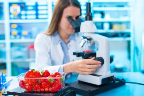 mansikoita tutkitaan laboratoriossa
