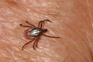 Krimin-Kongon verenvuotokuumetta löytynyt Espanjassa