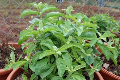 Stevia-kasvia voi kasvattaa myös kotona.
