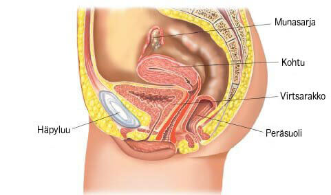 Lantiopohja ja Kegel-harjoitukset
