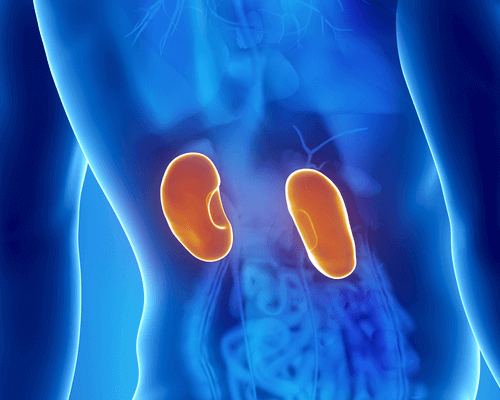 Puhdista munuaiset helposti luonnollisin keinoin.