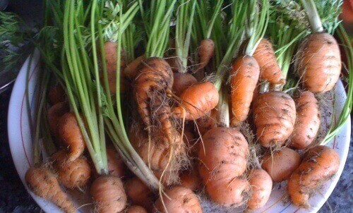 Näin kasvatat helposti omat porkkanasi