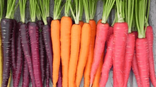 Eri värisiä porkkanoita