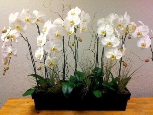 Orkidealle pitää osata antaa oikea määrä vettä ja aurinkoa.