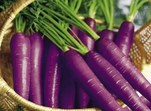 Violetit porkkanat