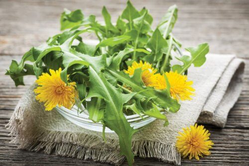 voikukalla on antimikrobinen vaikutus