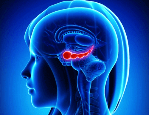Saksanpähkinät ovat hyväksi aivojen terveydelle.