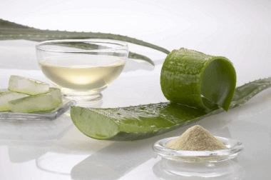 aloe vera kasvi