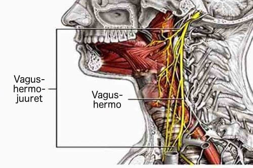 vagushermo alkaa ydinjatkeesta