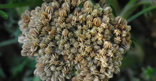 Asparagus racemosus libidon nostattajana