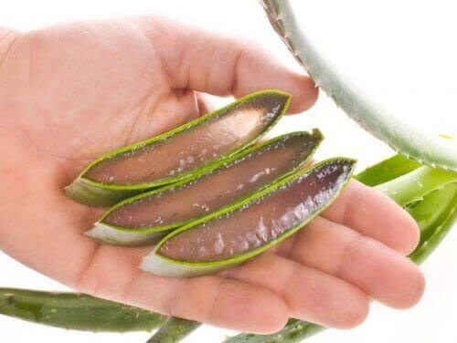 katkaistu aloe vera -kasvi