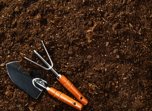 kasvattaa mustikoita multaan