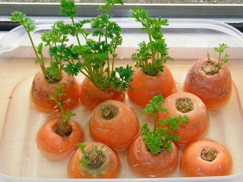 porkkanat voidaan kasvattaa uudelleen
