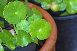 Rohtosammakonputki - mikä se on ja miten se parantaa terveyttäsi