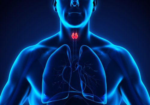 kilpirauhasen sijainti