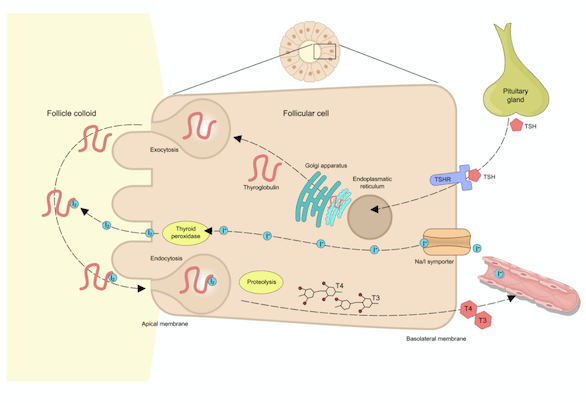 kilpirauhanen on tärkeä osa kehoa