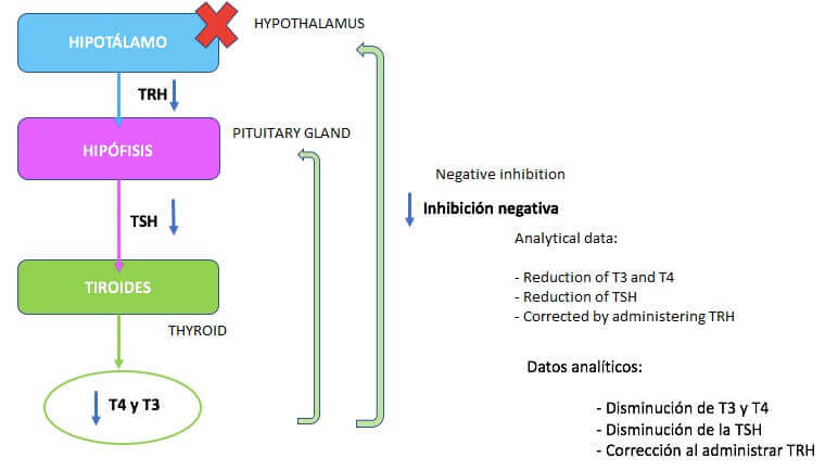 kiliprauhanen on tärkeä