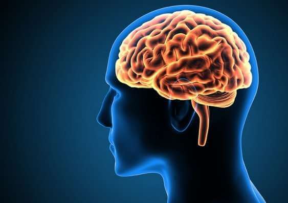 Tutkijat ovat löytäneet aivoalueen, joka kehittyy vielä 30. ikävuoden jälkeenkin.
