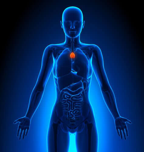 Kateenkorva kasvattaa imusoluja.