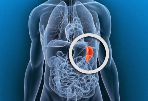 Perna suodattaa verta.