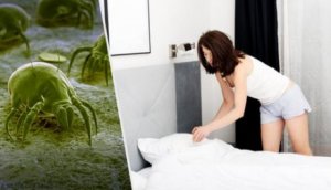 Vähennä pölypunkkeja kotonasi - 7 vinkkiä