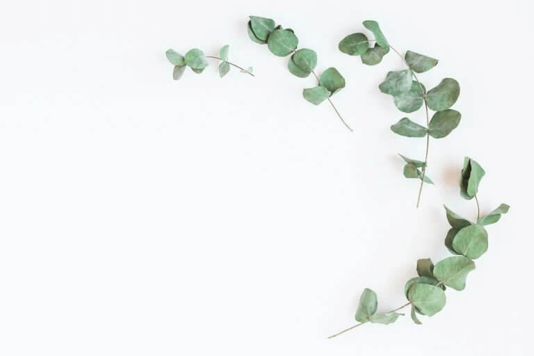 eukalyptuksen lehdet