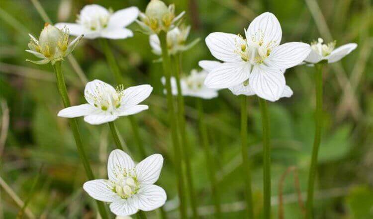 Arho auttaa poistamaan myrkkyjä ja kuona-aineita elimistöstä.