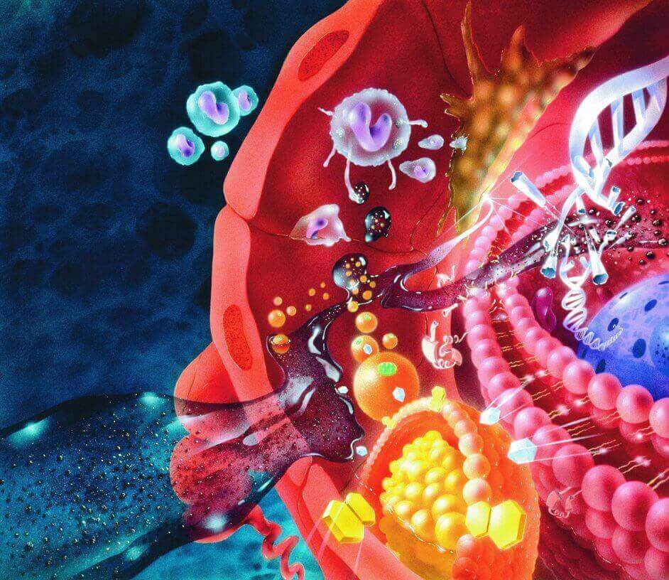 Munakoison hyödyt terveydelle - torjuu vapaita radikaaleja.