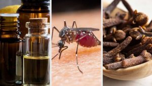 10 tuoksua, jotka karkottavat hyttysiä