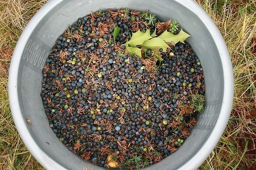 Polta katajanoksia nuotiossa karkottaaksesi hyttyset.