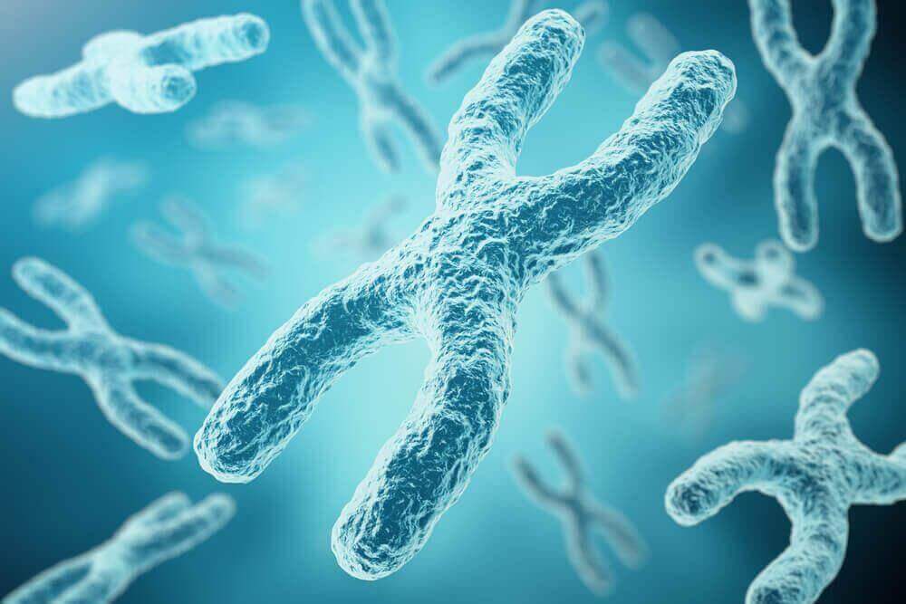 kromosomit