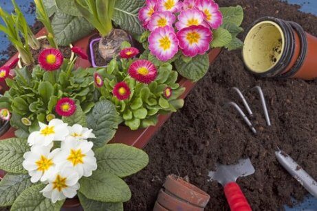 10 helppoa kasvia kotiin istutettavaksi
