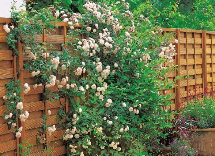 pientä kaupunkipuutarhaa koristavat kukkaköynnökset