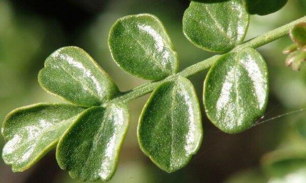 Croton guatemalensis diabeteksen hoitoon