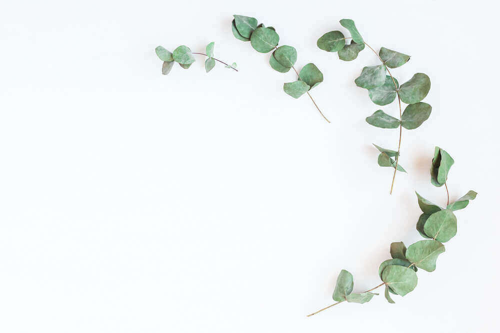 Eukalyptus