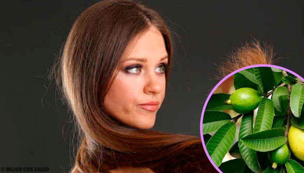 Vahingoittuneiden hiusten hoito guavan lehdillä