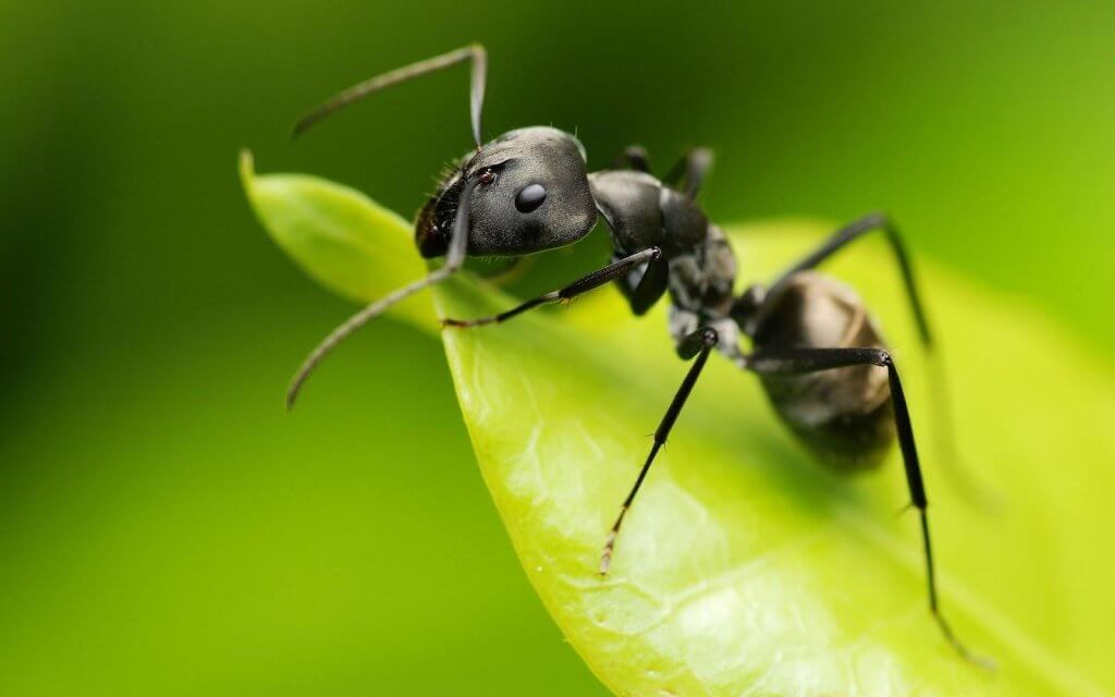 käytä etikkaa puutarhassa muurahaisten karkoittamiseen
