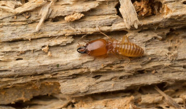 eroon termiiteistä