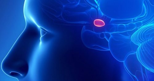 käpyrauhanen eli käpylisäke