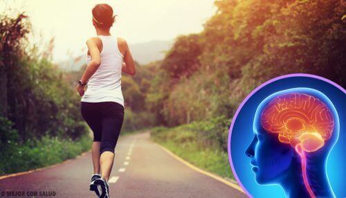 Kun lopetat liikunnan, aivojesi toiminta muuttuu