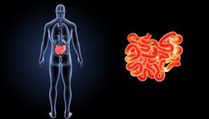 Mikä on nivustyrä?