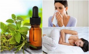8 tapaa käyttää oreganoöljyä terveydenhoidossa