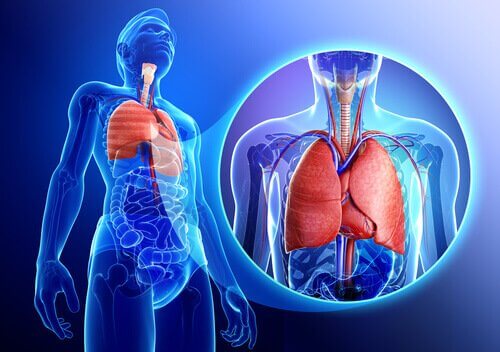 keuhkot ja astma
