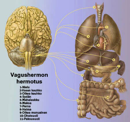 vagushermon hermotus