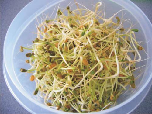 idut voivat olla haitallista ruokaa