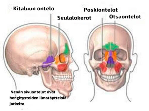 nenän sivuontelot ja niiden nimitykset
