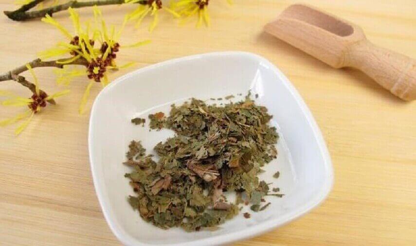 taikapähkinä rintojen kivun lievittämiseksi