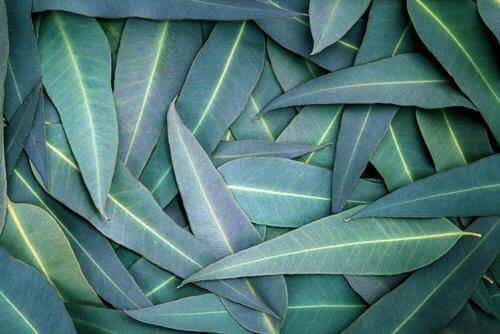 5 eukalyptushoitoa hengitystieongelmiin