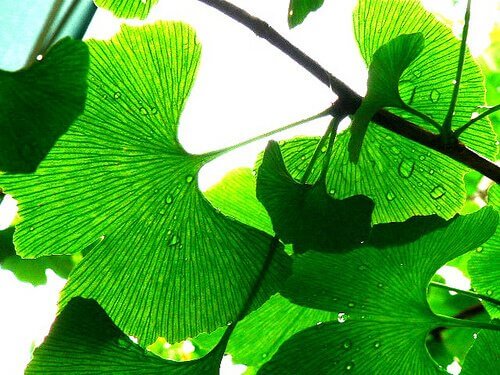 Neidonhiuspuu hoitaa korvia